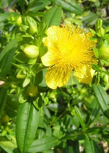 Hypericum_red.jpg