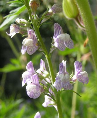 Linaria_9.jpg