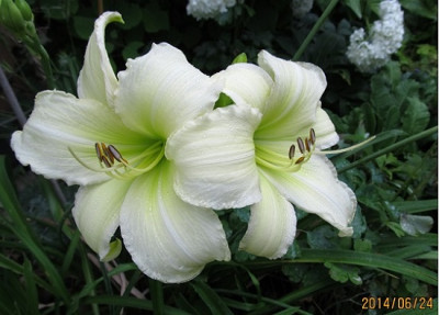 IMG_4142_small__.JPG
