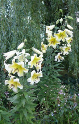 Riesenlilien_fars_2014.jpg
