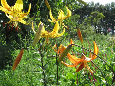 Liliensamlinge_140723.jpg