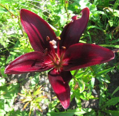 Liliensamling_dunkelrot_140723.jpg