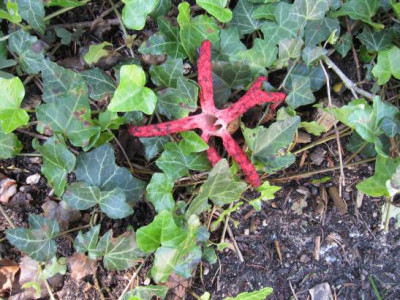 ClathrusArcheri.jpg