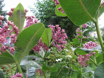 Asclepias_syriacae_139724.jpg