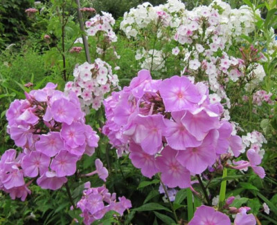 Silberlachs_Perlmutt_weierPhlox_140724.jpg
