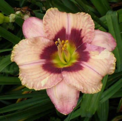 orchid_candy_2014_2_em.jpg