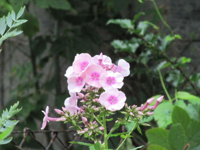 Phlox_Lichtblick_140724.jpg