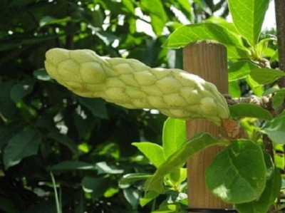 Cleopatra_Frucht2_07_2014.jpg