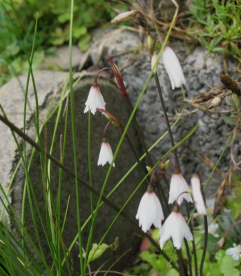 Acis_autumnalis_..._25.7.14_005.jpg