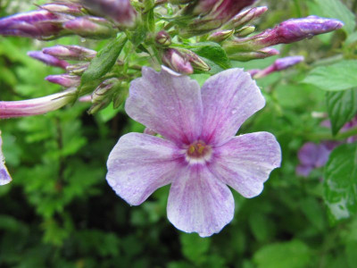 Phlox__Grosa_150725.jpg