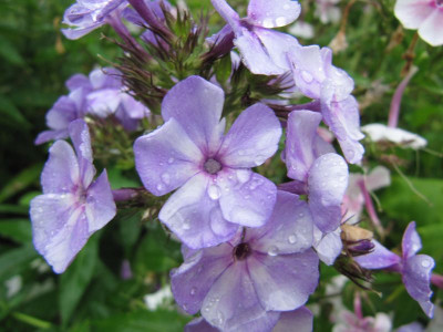 Phlox_Jeffss_Blue_140725.jpg