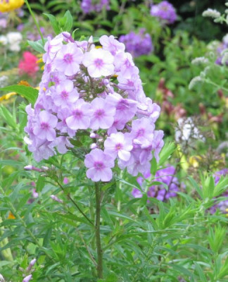Phlox_lila_robust_140725.jpg
