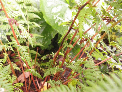 Athyrium_rotstielig_1024x768.jpg