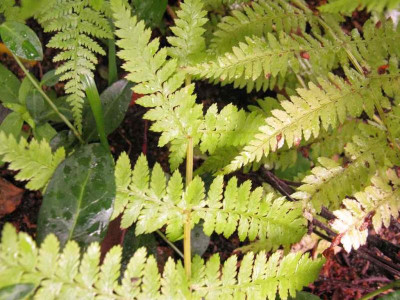 Athyrium_normalstielig_1024x768.jpg