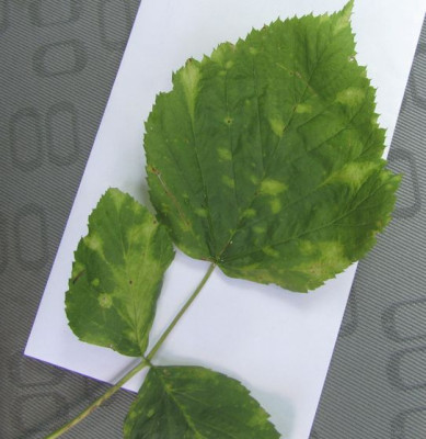pilz-himbeere.jpg