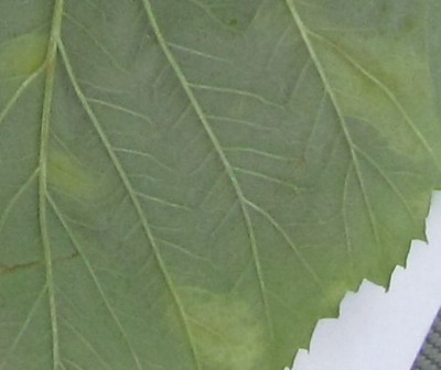 pilz-himbeere3.jpg