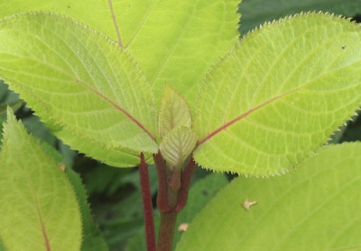 H.aspera_VT.jpg