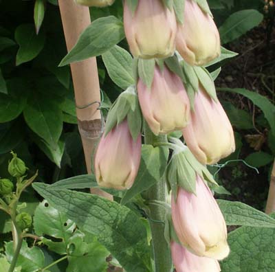 Digitalis.jpg