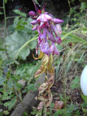 PICT9398.JPG