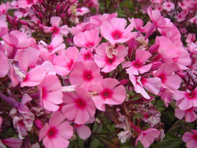 PICT9406-001.JPG