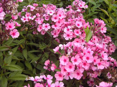 PICT9407-002.JPG