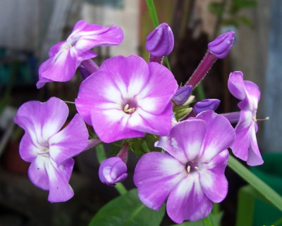 Juli_124_violett_weies_Auge.jpg