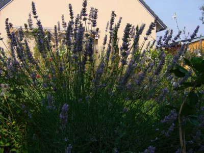 P1020857.JPG