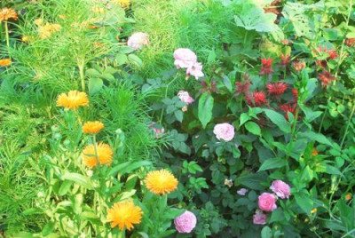 Gartenwildnis3.jpg