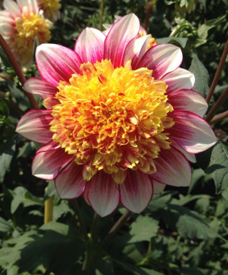 Dahlie_Polka_07-2014_900x900_80KB.jpg