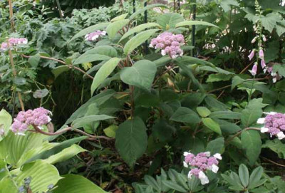 Hydrangea_aspera_subsp._sargentiana.jpg