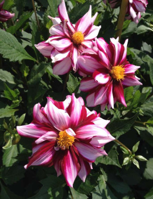 Dahlie_Edge_Of_Joy_07-2014_900x900_80KB.jpg