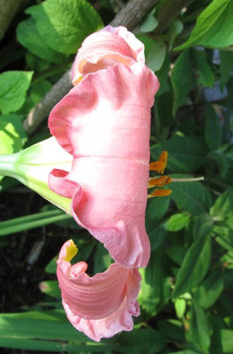 IMG_5434_small.JPG
