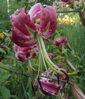 Lilium_unbekannt_07-2014_900x900_80KB.jpg