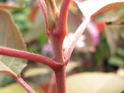 Detail_1_1024x768.jpg