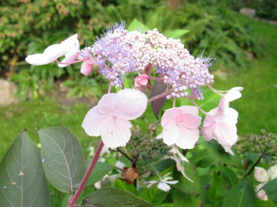Hydrangea_aspera_Hot_Chocolate_1024x768.jpg