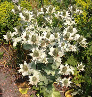 Eryngium_unbek._1_07-2014_900x900_80KB.jpg