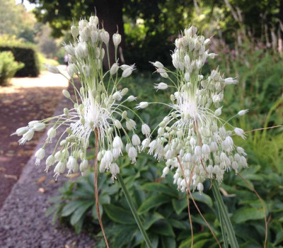 Allium_unbek._07-2014_900x900_80KB.jpg