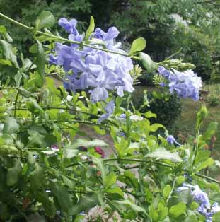 Plumbago-Blute.jpg