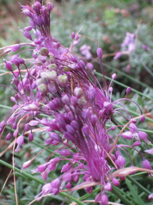 IMG_2365_Allium.jpg