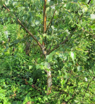 Betula_albosinensis_140727.jpg