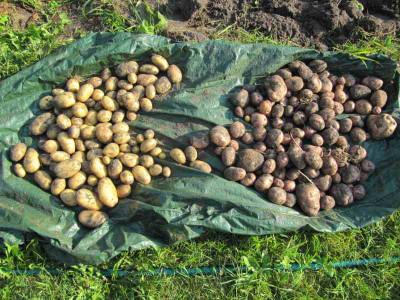 Letzte_Kartoffelernte_149727.jpg
