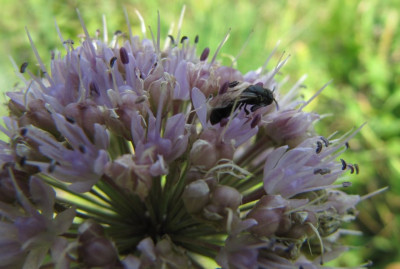 Blauer_Pollen_140727.jpg