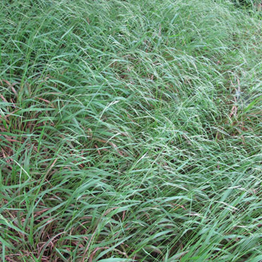 gras_heimisch_xyz_01.jpg