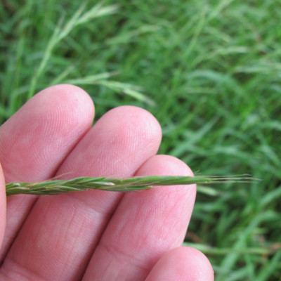 gras_heimisch_xyz_02.jpg
