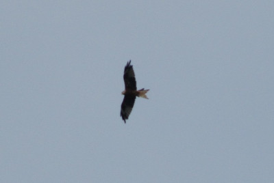 Raubvogel_140727.jpg