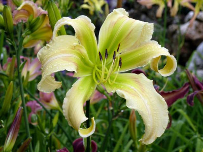 Sel-P1040617.JPG