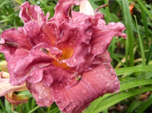 20._juli_2014_276__sdlg._08-467__calico_print_X_time_to_see.JPG