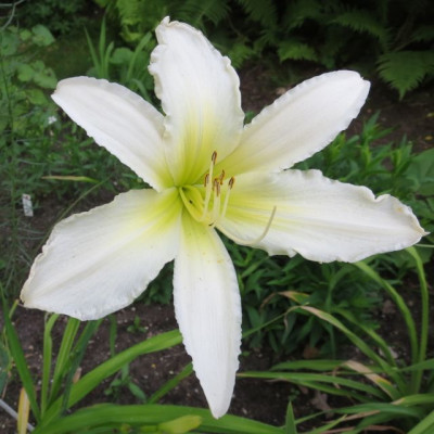 Berleyer_Sweet_Bianca_03701.jpg