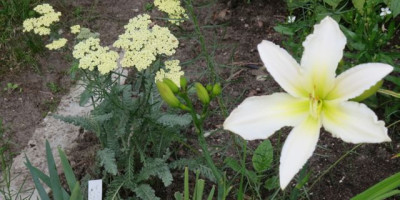 Achillea_Moonshine_und_Berleyer_Sweet_Bianca_0367.jpg