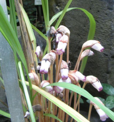 aeginetia_indica-kl.jpg